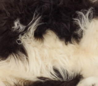 Theo Bench | Icelandic Sheepskin | Oak Legs Spotted